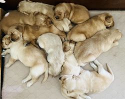 AKC purebred golden retriever pups