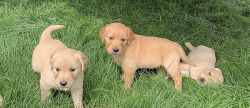 Golden retriever, puppies for sale