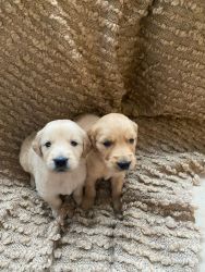 Goldens Retriever puppies