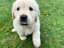 Beautiful Quality,Health Tested Golden Retriever Puppy