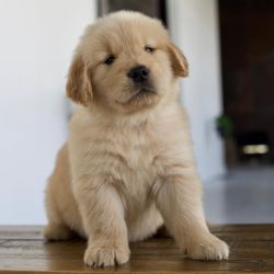 Quality Best,Health Tested Golden Retriever Puppy
