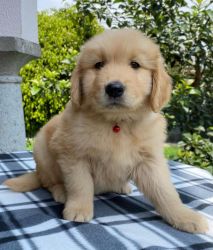Health Tested Golden Retriever Puppy