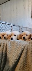 Cream Golden retriever puppies