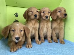 Golden Retriever Pups!