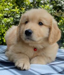 Quality,Health Tested Golden Retriever Puppy