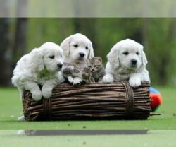 European Golden Retriever Puppies Available