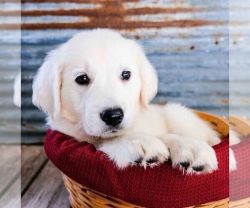 Adorable Golden Retriever Puppy for Sale.