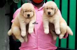 Best Quality Golden Retriever Puppy For Sale