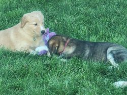 Husky/golden retriever mix puppies