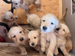 Golden Retriever Pups for sale.