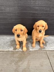 Red golden retriever puppies