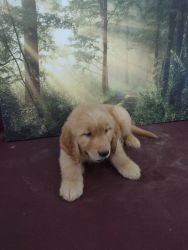 Golden Retriever Puppies for sale!!!
