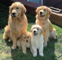 Golden Retriever puppies now ready to meet their new loving family.