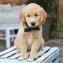 Male retriever puppy for sale(xxx) xxx-xxx0