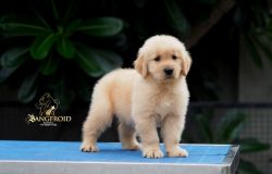 Super Golden Retriever Puppies For Sale