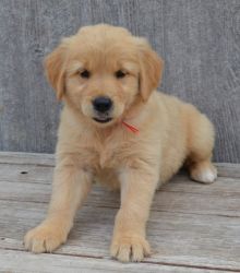 Outstanding Golden Retriever puppies available