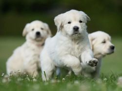English Cream Golden Retrievers puppies available in Dec