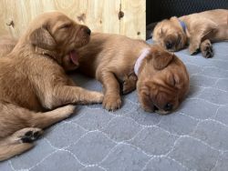 Golden Irish puppies