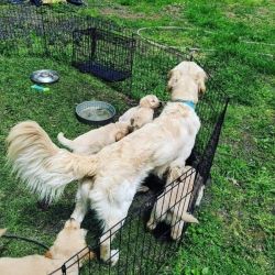 golden retriever puppies available in Vermont