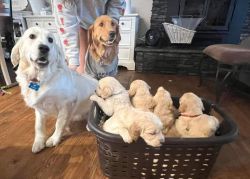 golden retriever puppy for rehoming