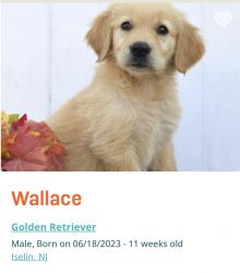 Wallace - Golden Retriever
