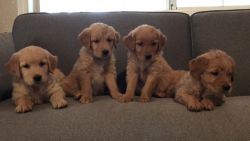 Golden Retriever Puppies! AKC registered