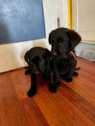 Golden Retriever Lab cross puppies