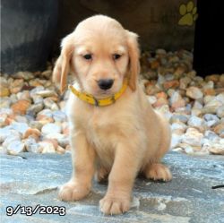 Sunny puppy 11wks