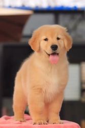 Golden Retriever Puppies For Sale Excellent Quality