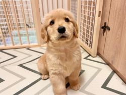 Cute Healthy Tested Golden Retriever puppy