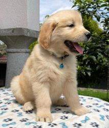 Precious Golden Retriever puppy