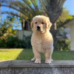 Sweet Lovely Golden Retriever puppy