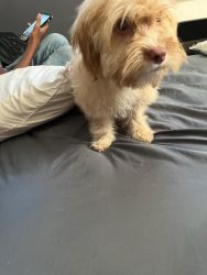 Dog looking for a good owner