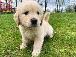 Tested Healthy Golden Retriever puppy