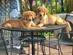 AKC certified pedigree Golden Retriever puppies for sale!!!