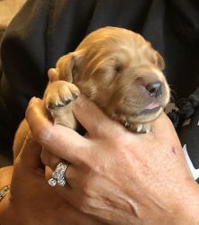 AKC certified pedigree Golden Retriever male puppy for sale!!!