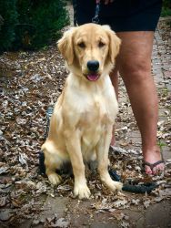 AKC Golden Retriever puppy for sale
