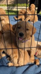 Orange County, Ca Puppies -Golden Retriever