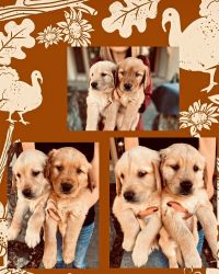 Thanksgiving Rehoming Sale Golden Pups