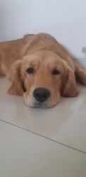 Golden retriever 1 year old for sale