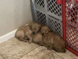 Golden retriever puppies ready for rehoming
