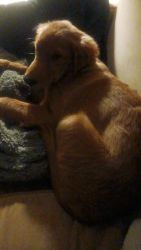 4 Month Old Golden retriever pup