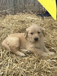 Golden Retriever Puppies - Ready to home at Christmas
