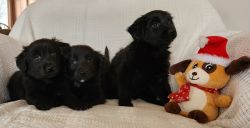 Loveable Puppies! Ready NOW!!