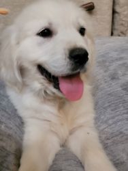 Selling 9 weeks old Pure English cream golden retriever