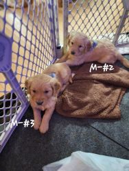 Golden Retriever Puppies (Ready Week of 08 January 2024)