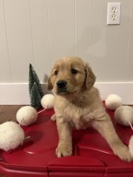 Goldens for sale