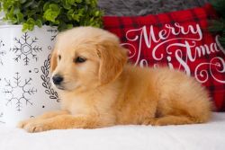 Competent Golden Retriever puppies Available