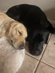Golden retriever/black lab puppys