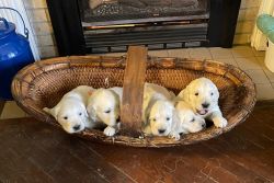 Golden Retriever Puppies.Snowbird Goldens; Sir Waldo and Miss Lucy